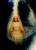 'Матерь Сияния' - фрагмент картины А. Рекуненко 'Древо Жизни. Неопалимая Купина'