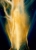 'Солнечный Ангел' - фрагмент картины А.Рекуненко 'Древо Жизни. Неопалимая Купина'